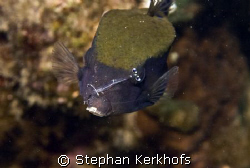 Bluetail trunkfish (Ostracion cyanurus) getting serviced ... by Stephan Kerkhofs 